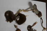 Cantharellula umbonata image