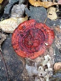 Ganoderma sessiliforme image