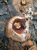 Ganoderma sessiliforme image