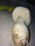 Amanita polypyramis image