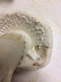 Amanita polypyramis image
