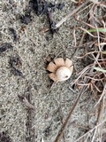 Geastrum floriforme image