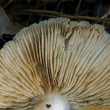 Cortinarius caperatus image