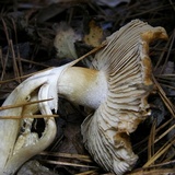 Cortinarius caperatus image