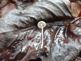Mycena cinerella image