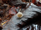 Mycena cinerella image