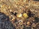 Boletus orovillus image
