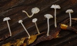 Hemimycena pseudocrispula image