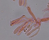 Hemimycena pseudocrispula image