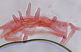 Hemimycena pseudocrispula image