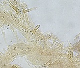 Hemimycena pseudocrispula image