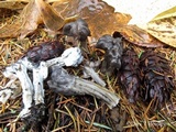 Hypomyces cervinigenus image