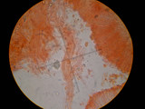 Hohenbuehelia grisea image