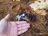 Hypomyces cervinigenus image