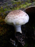 Agaricus semotus image