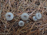 Clitocybe metachroa image
