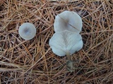 Clitocybe metachroa image