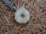 Clitocybe metachroa image