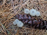 Clitocybe metachroa image