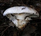 Catathelasma ventricosum image