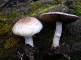 Agaricus semotus image