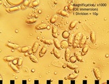 Catathelasma ventricosum image