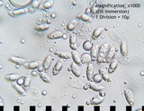 Catathelasma ventricosum image