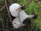 Hygrophorus pustulatus image
