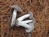Tricholoma virgatum image