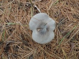 Tricholoma terreum image