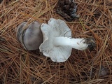Tricholoma terreum image