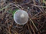 Tricholoma atrosquamosum image