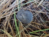 Tricholoma atrosquamosum image