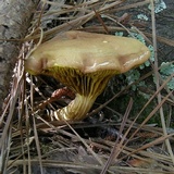 Phylloporus rhodoxanthus image