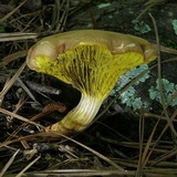 Phylloporus rhodoxanthus image