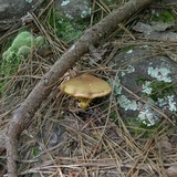 Phylloporus rhodoxanthus image