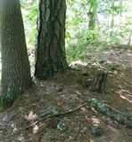 Phylloporus rhodoxanthus image