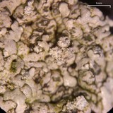 Canoparmelia alabamensis image