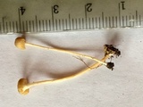 Rickenella fibula image