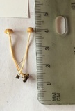 Rickenella fibula image