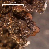Canoparmelia alabamensis image