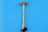 Amanita sect. Vaginatae image