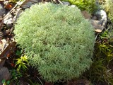 Cladina subtenuis image