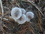 Tricholoma scalpturatum image