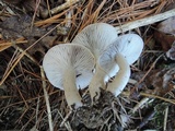 Tricholoma scalpturatum image