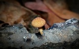 Flammulaster erinaceellus image