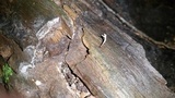Cordyceps stylophora image