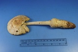 Amanita daucipes image