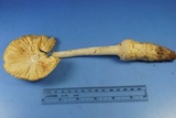 Amanita daucipes image