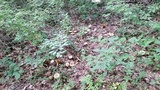 Amanita abrupta image